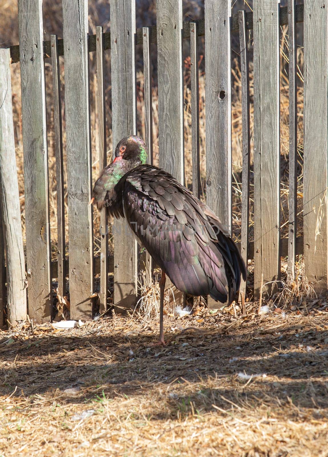 Black stork at Recovery Center of Wildlife. Its resting over one paw