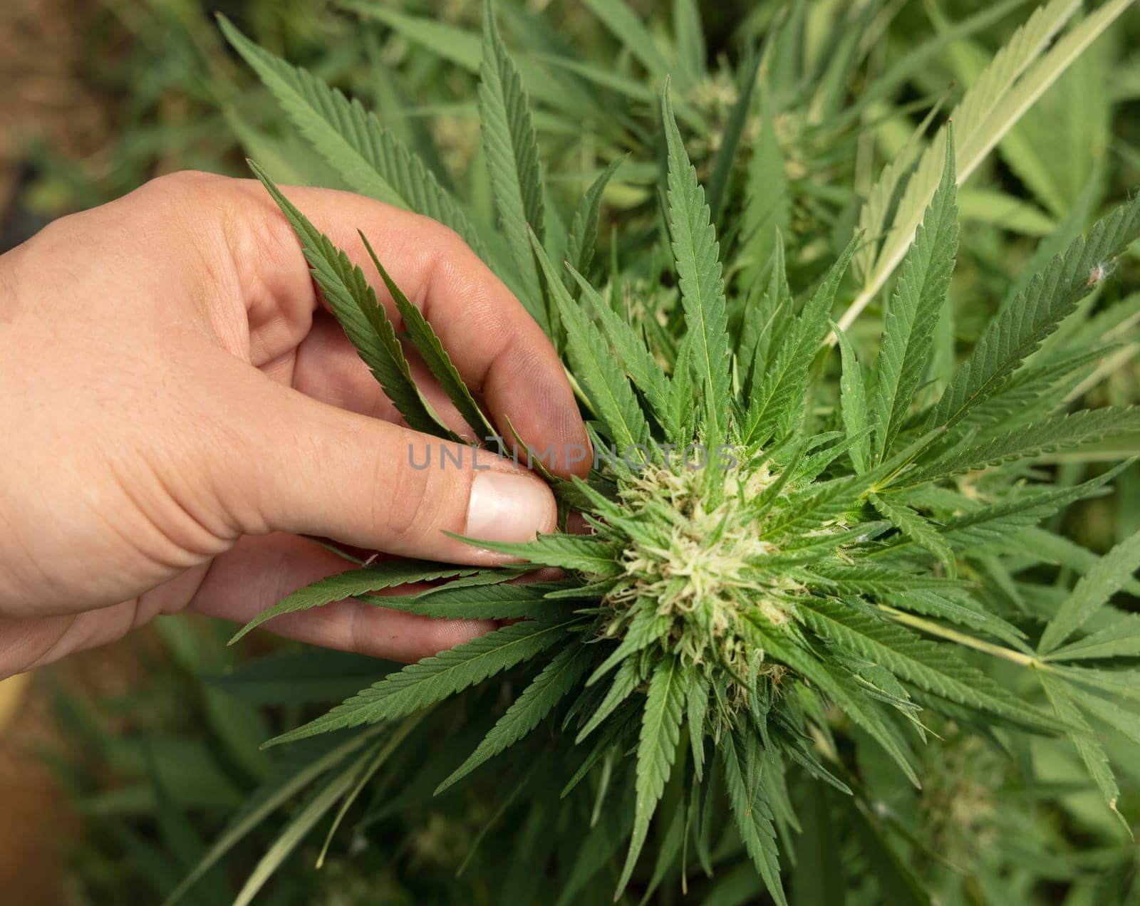 Farmer with hand controlling quality of blooming Marijuana. Organic Cannabis Sativa Female Plants with CBD. Legal plantation with high quality medicinal cannabis for healthcare and medicine uses