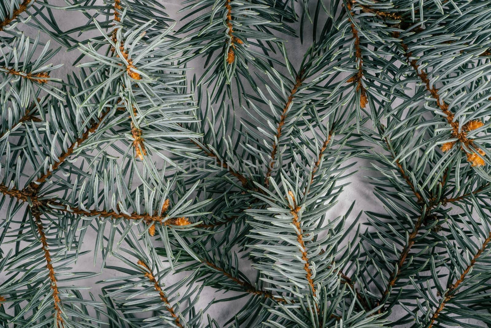 Background creative image with close up texture of fir branches. Merry christmas and happy new year. Top view. Copy space