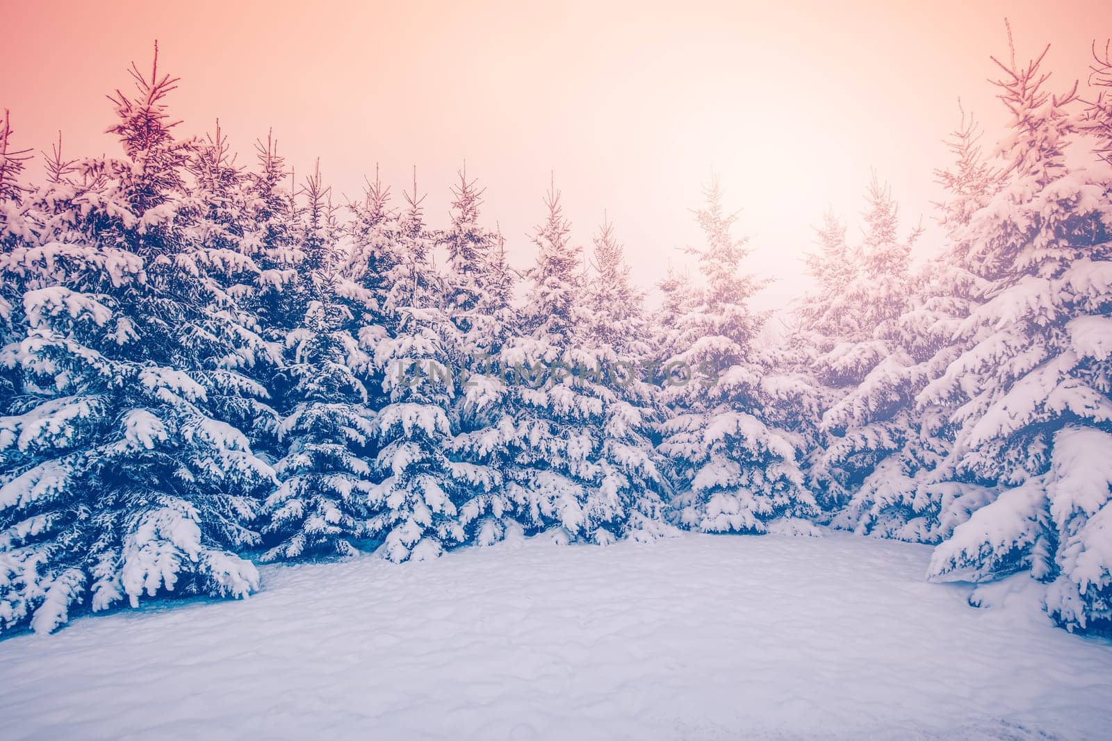 Beautiful view of the spruce forest on the winter morning. Sunrise in the fir woods.