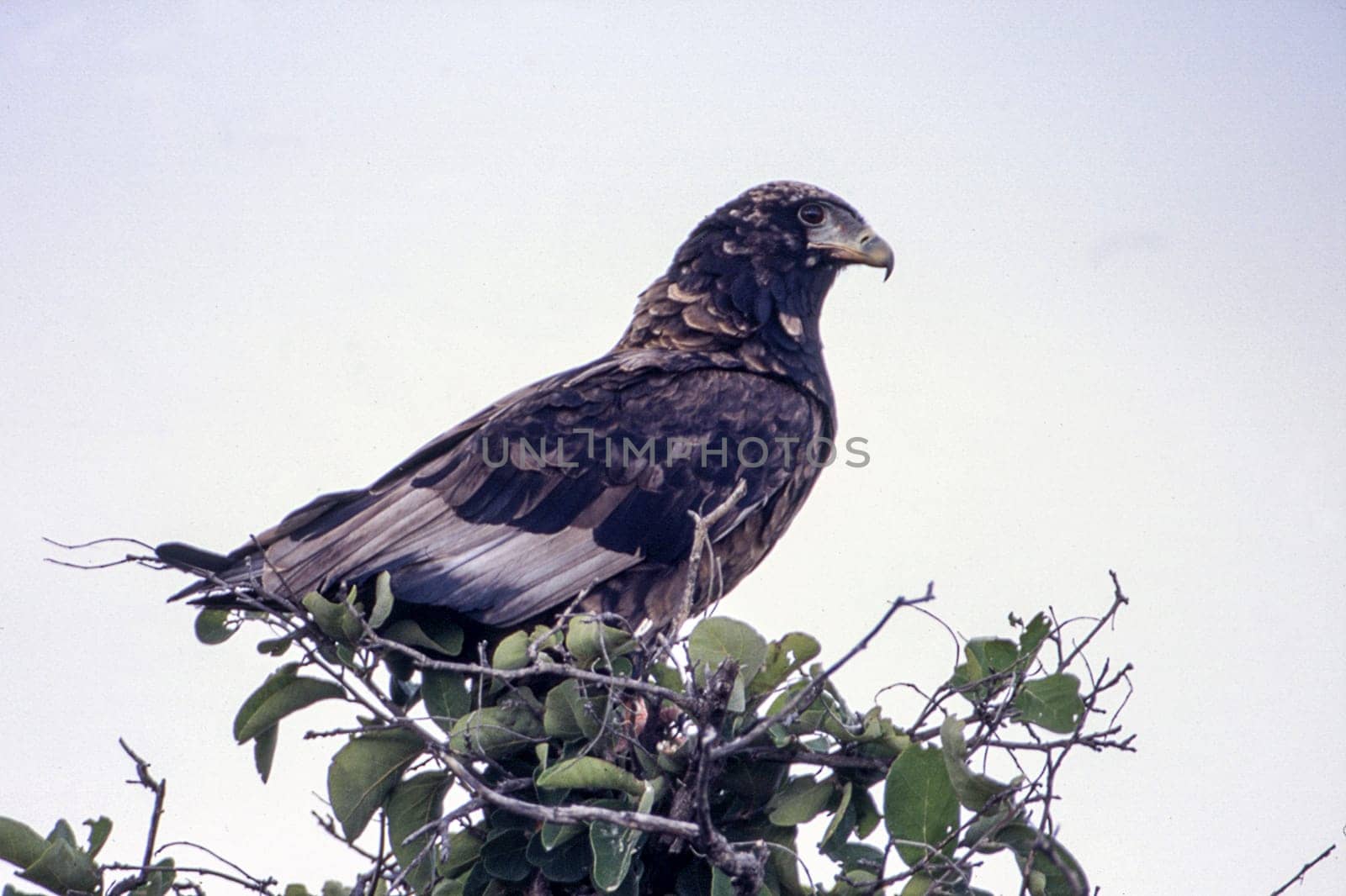 Bateleur (Terathopius acaudatus), Central Kalahari Game Reserve, Ghanzi, Botswana, Africa