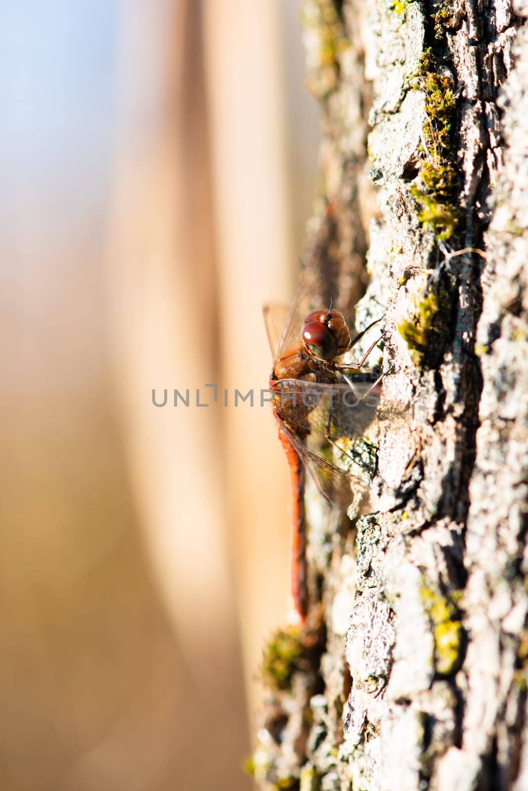 Red dragonfly, Neurothemis fluctuans is sitting on a wood, Haff Reimich nature reserve in Luxembourg
