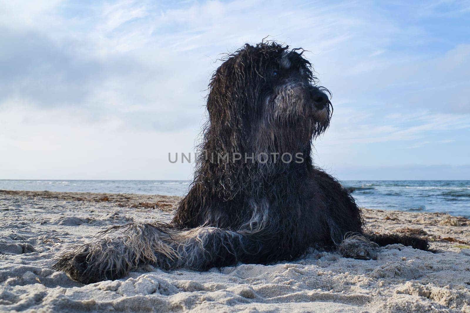 Goldendoodle is lying in the sand on the beach in front of the sea in Denmark. Long black fur with light spots. Animal photo of dog