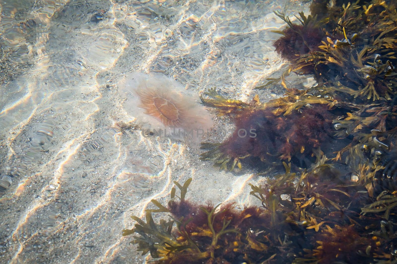 Fire jellyfish on the coast swimming in salt water. Sand in the background in waves pattern. Animal photo from nature