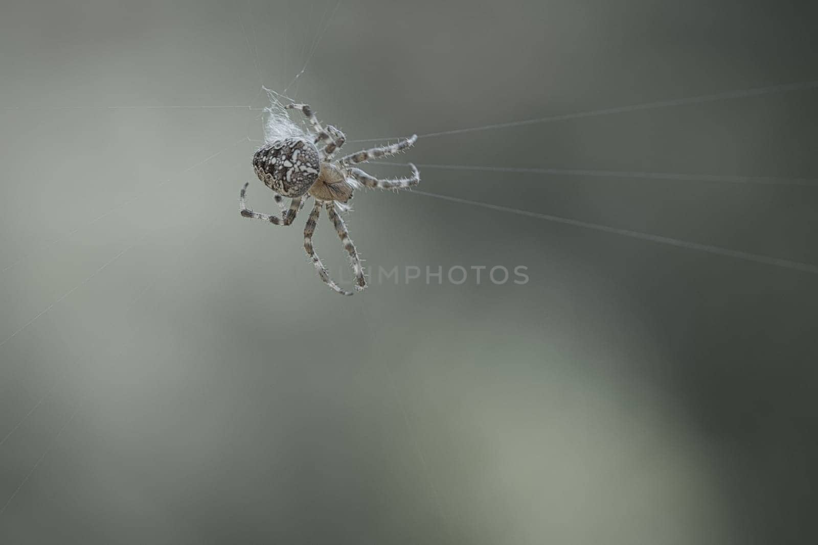Cross spider shot crawling on a spider thread. Halloween fright. Blurred background. A useful hunter among insects. Arachnid. Animal photo from the wild.