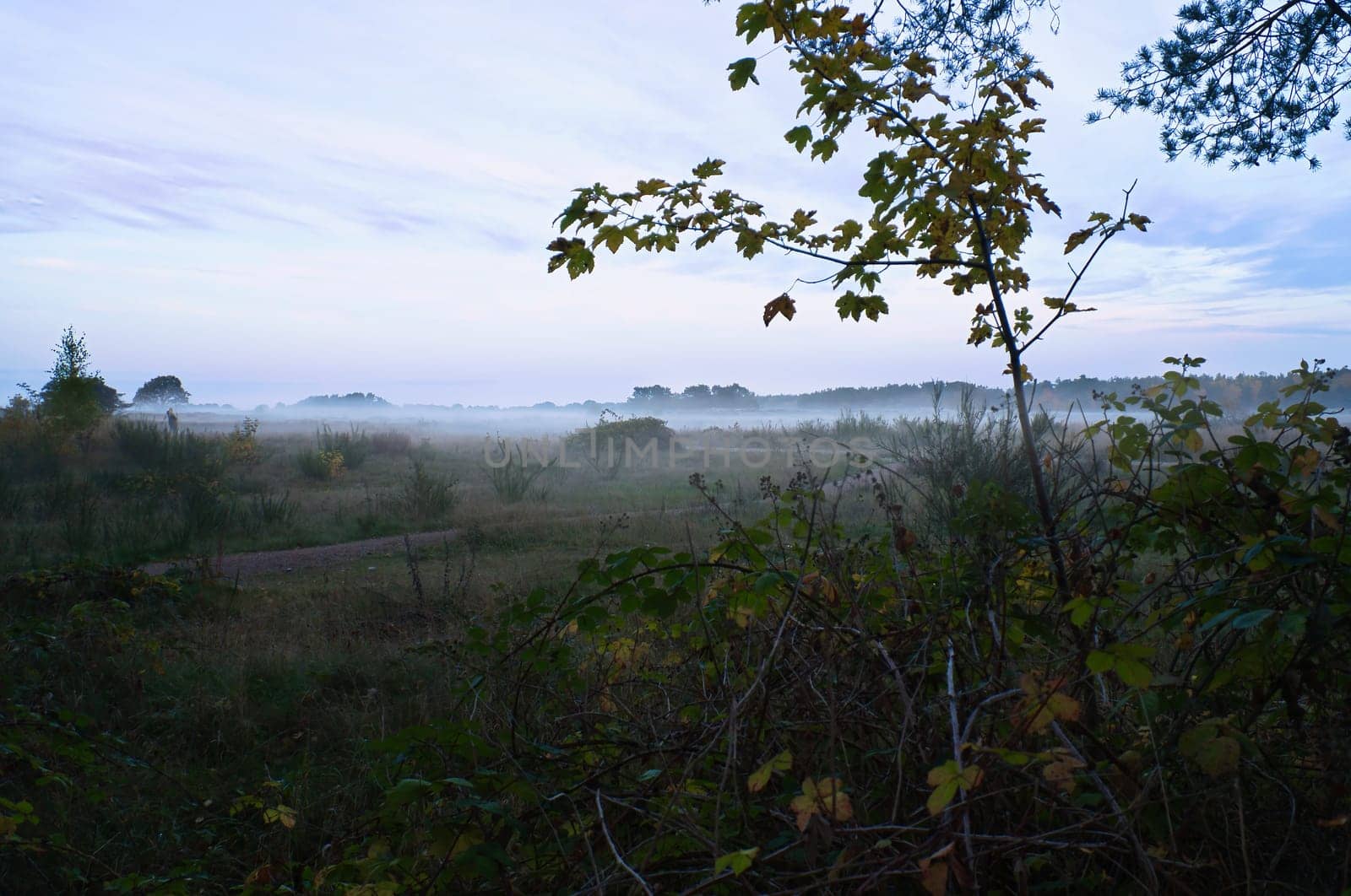 Fore land with fog on grass and heather in Denmark, in front of dunes. Trees and clouds in mystical mood. Landscape shot from Scandinavia