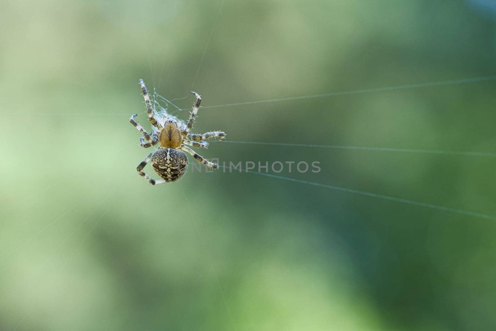 Cross spider shot crawling on a spider thread. Halloween fright. Blurred background. A useful hunter among insects. Arachnid. Animal photo from the wild.