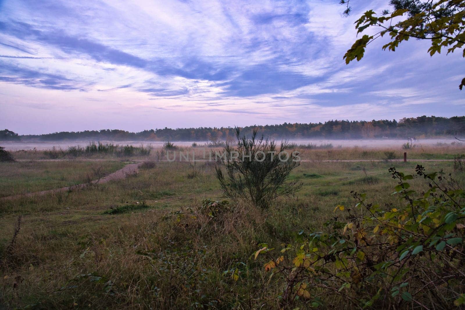 Fore land with fog on grass and heather in Denmark, in front of dunes. Trees and clouds in mystical mood. Landscape shot from Scandinavia