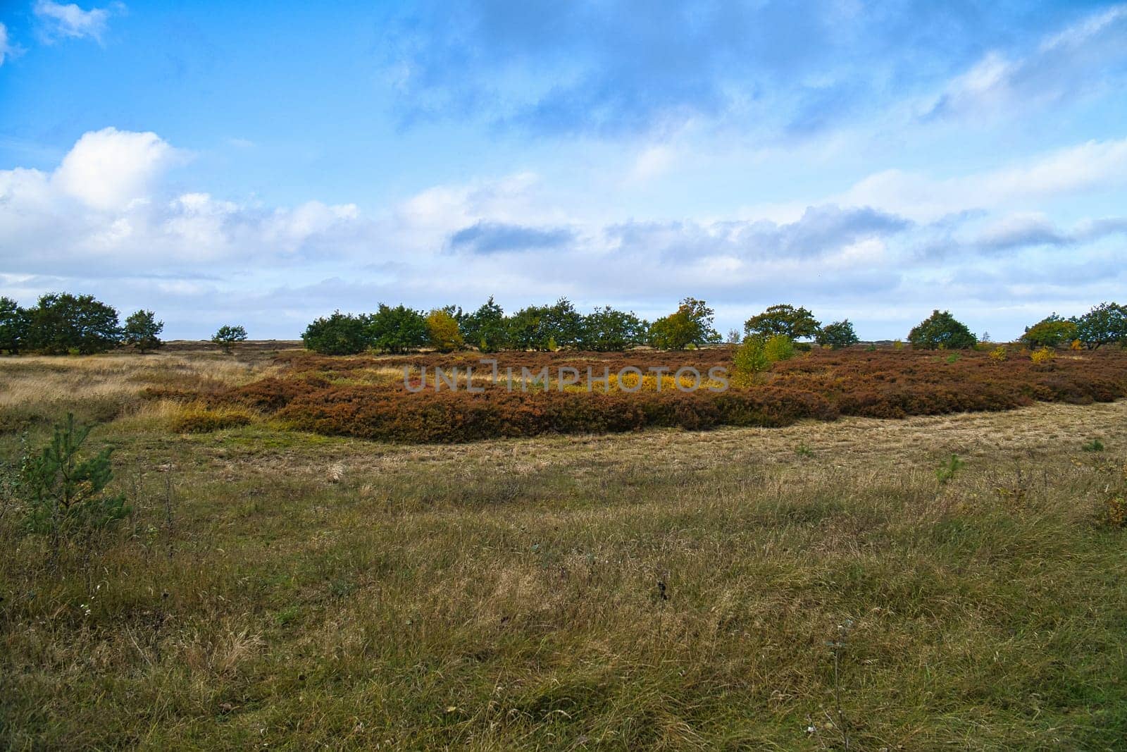 In front of landscape with grass and heather in Denmark, in front of the dunes. Trees and clouds, with light clouds and sunshine. Landscape shot from Scandinavia
