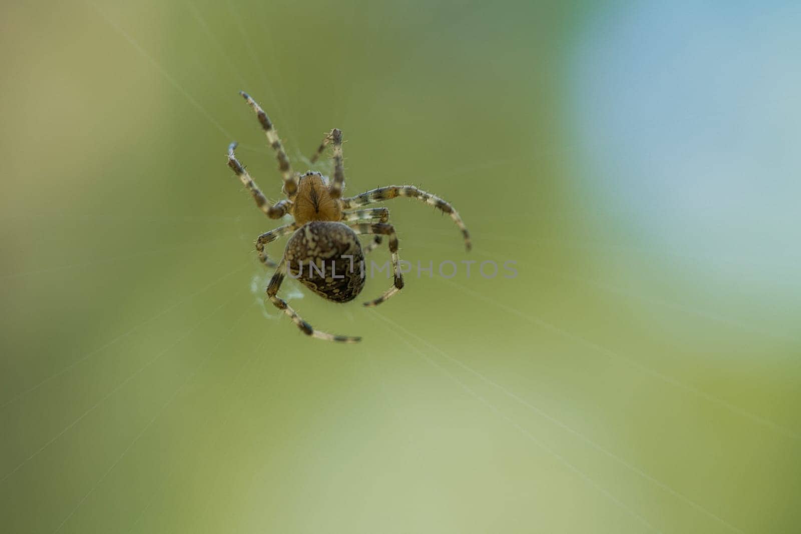 Cross spider shot crawling on a spider thread. Halloween fright. Blurred background. A useful hunter among insects. Arachnid. Animal photo from the wild.