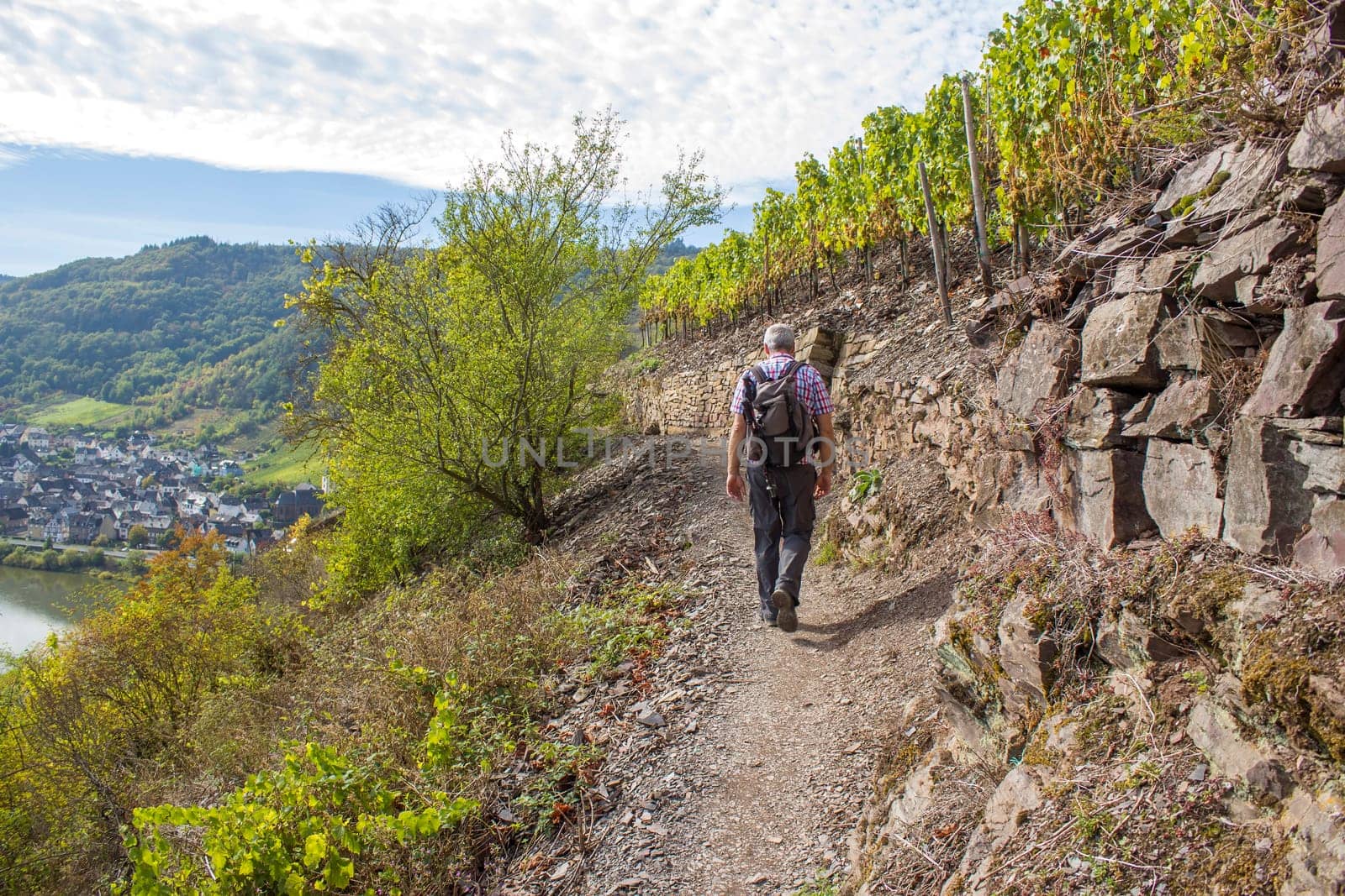 A male hiker on a path between the rows of grapevines and overlooks the Valley and the river Mosel, Germany