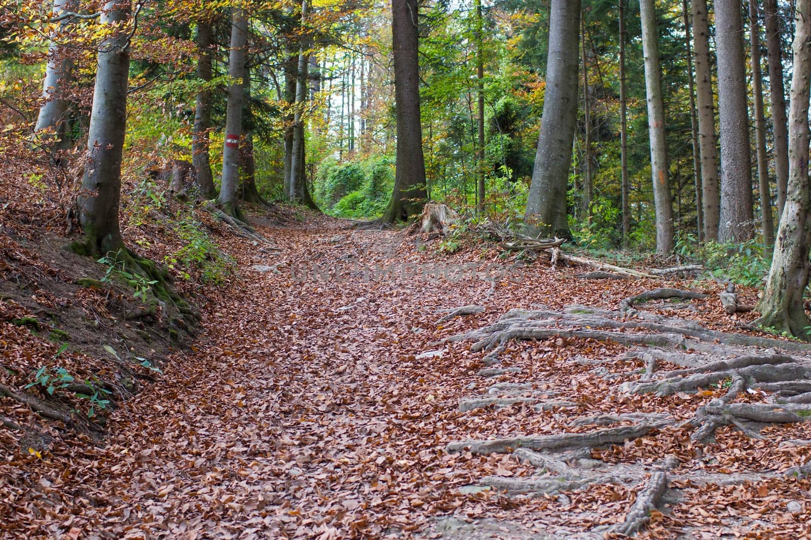 autumn forest in Alps, Upper Austria, Austria