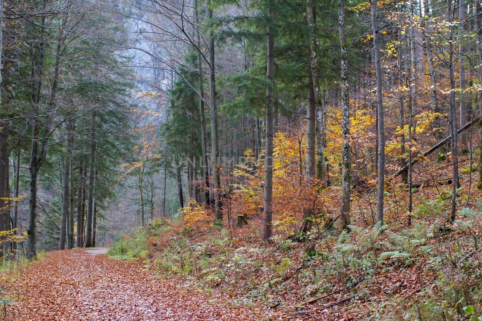 autumn forest in Alps, Upper Austria, Austria