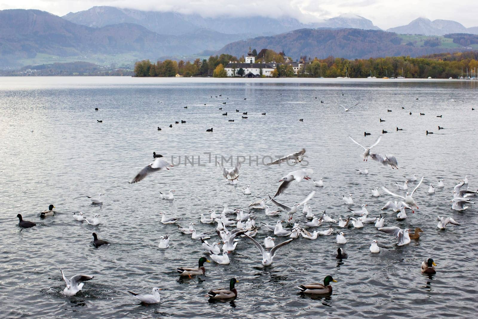 water birds in Gmunden at Traunsee, Austria, Europe