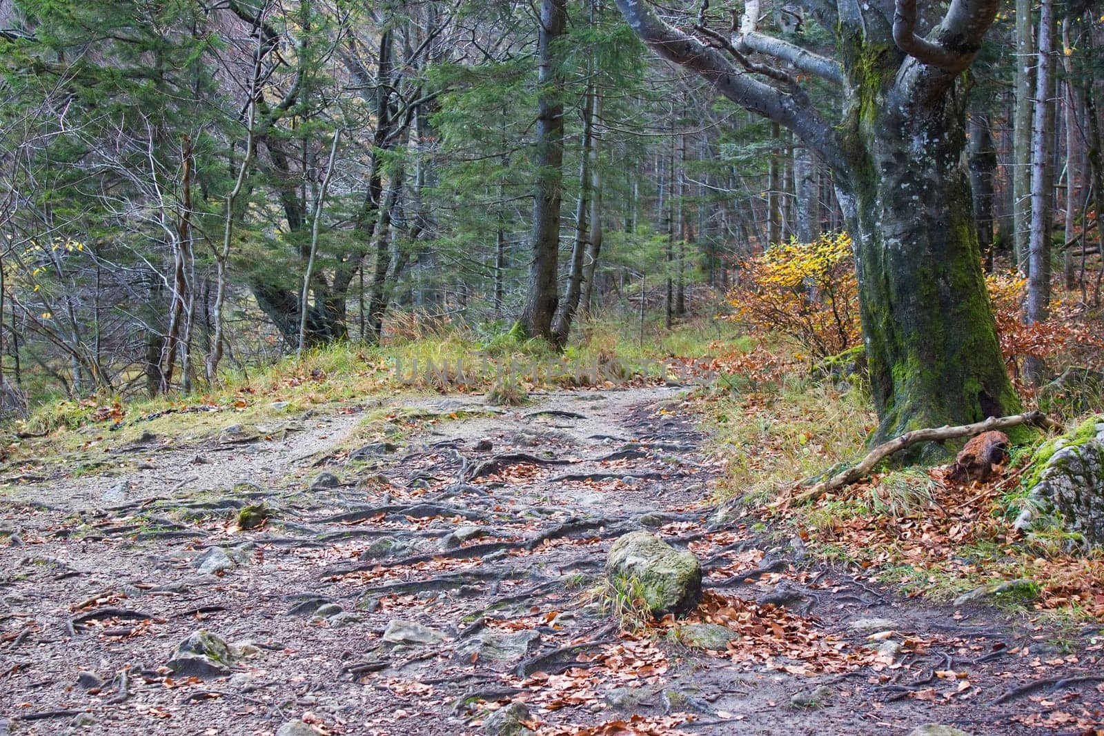 autumn forest in Alps, Upper Austria, Austria