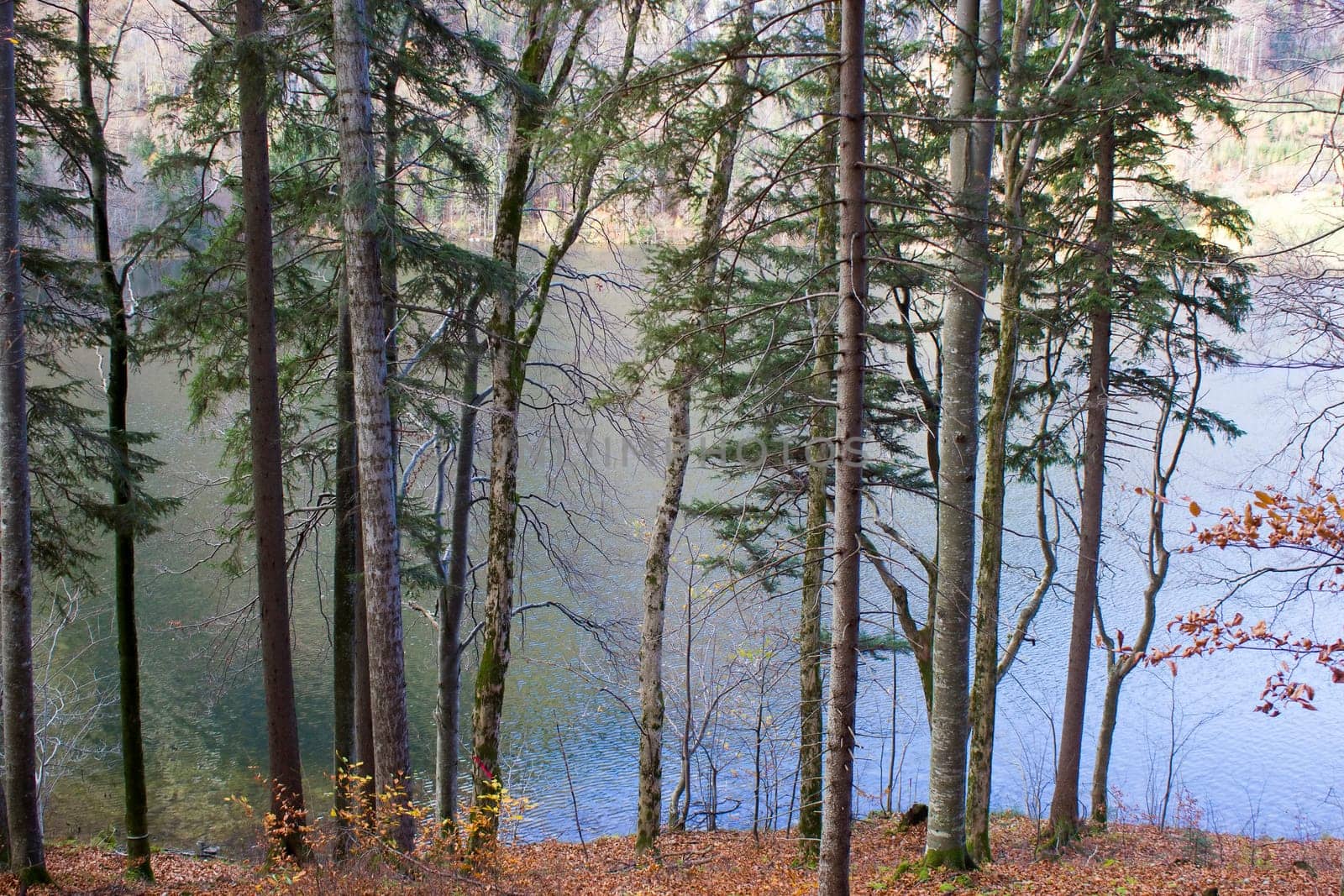 autumn view of trees at lake Laudachsee, Gmunden, Austria