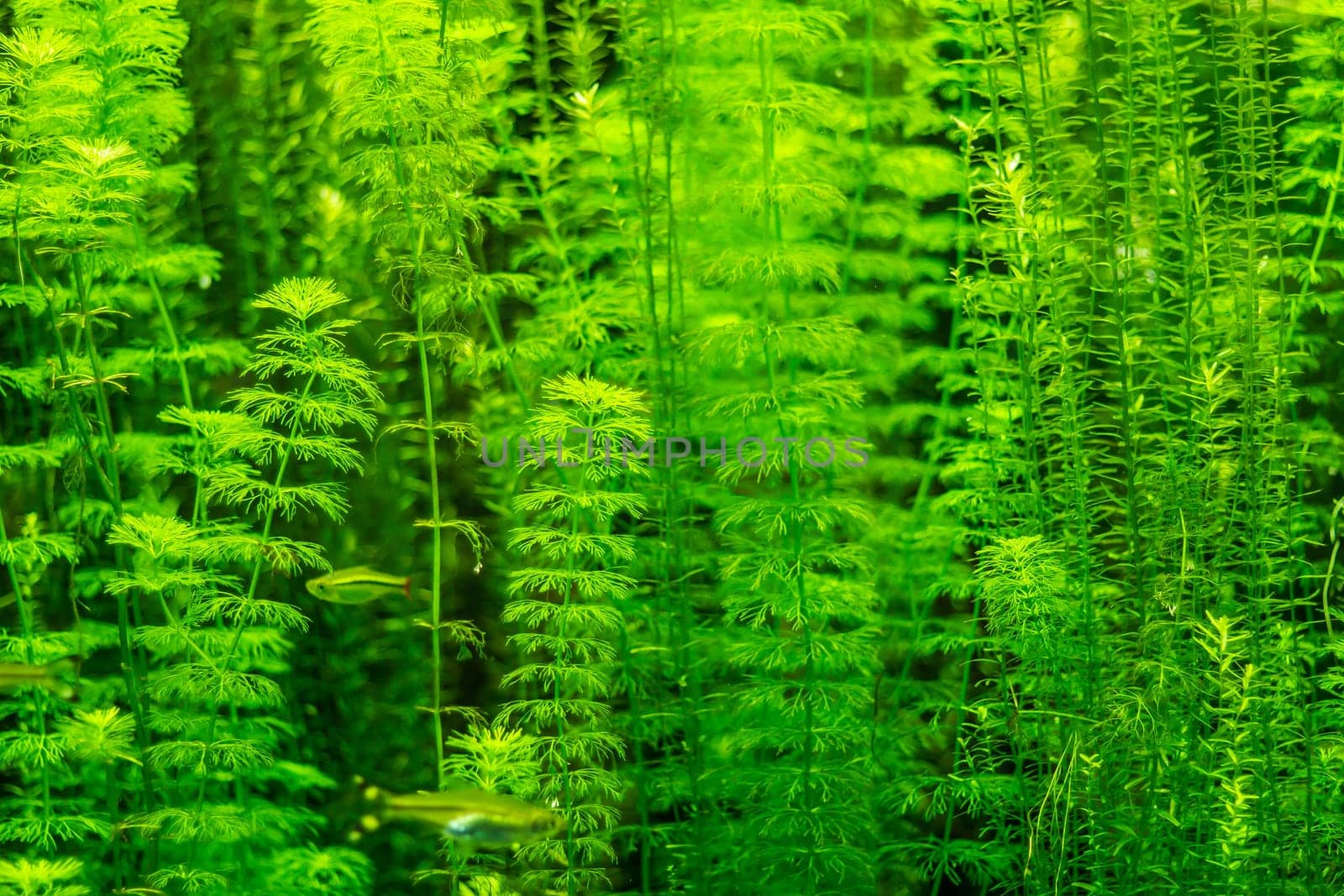 Colorful underwater plants and fishes in an aquarium .