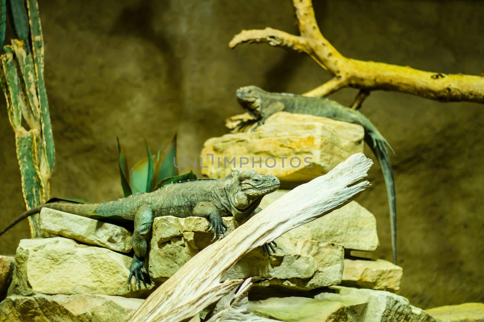 Exotic reptiles in a terrarium.