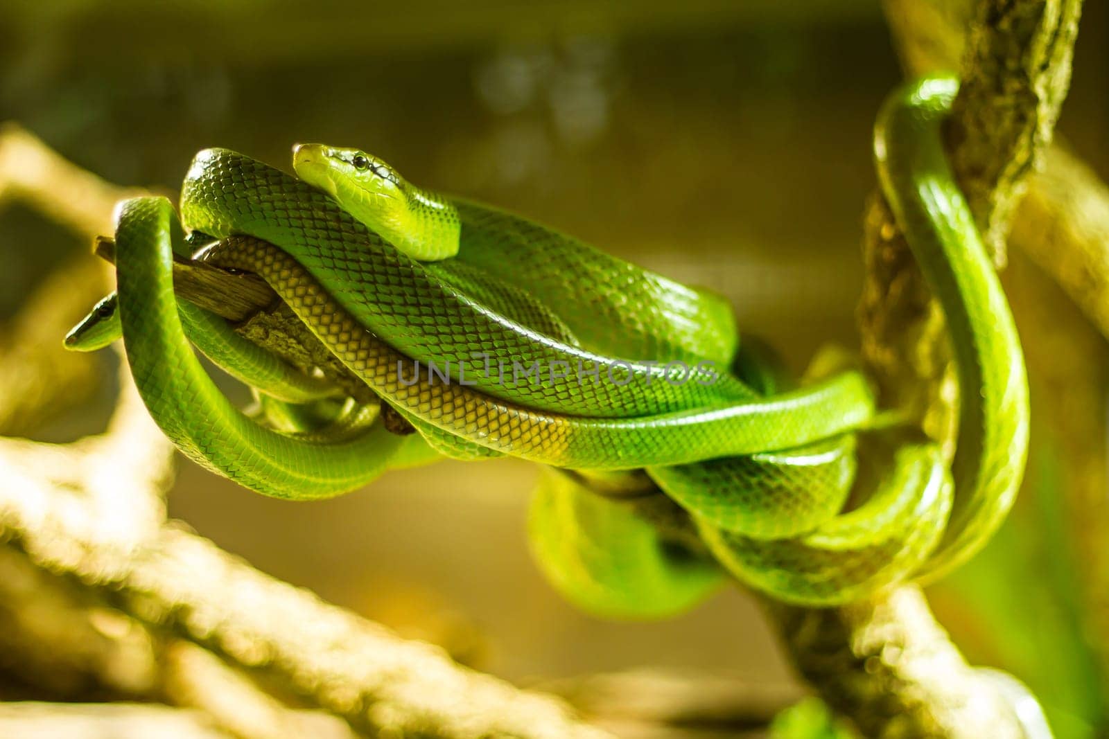 Snakes in a terrarium in the zoo.