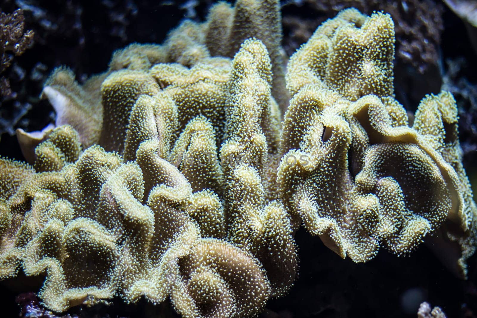 Colorful underwater plants in an aquarium .