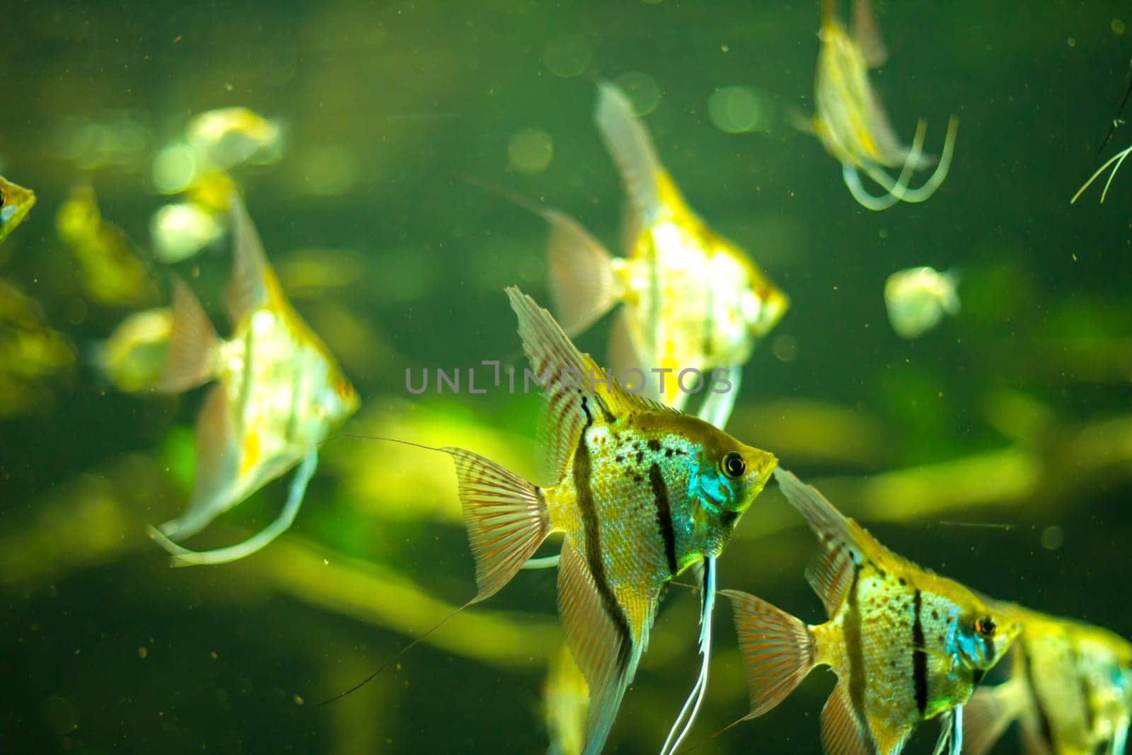 Underwater scene of ornamental fishes in an aquarium.