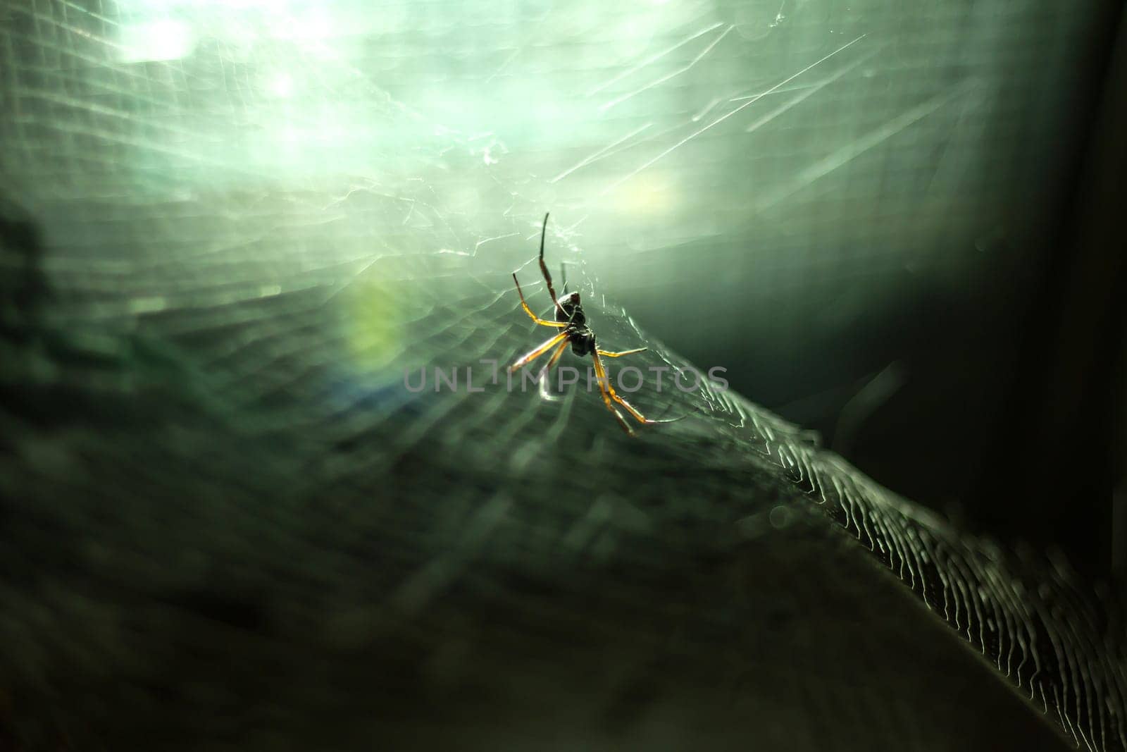 Spider in a cobweb close up.