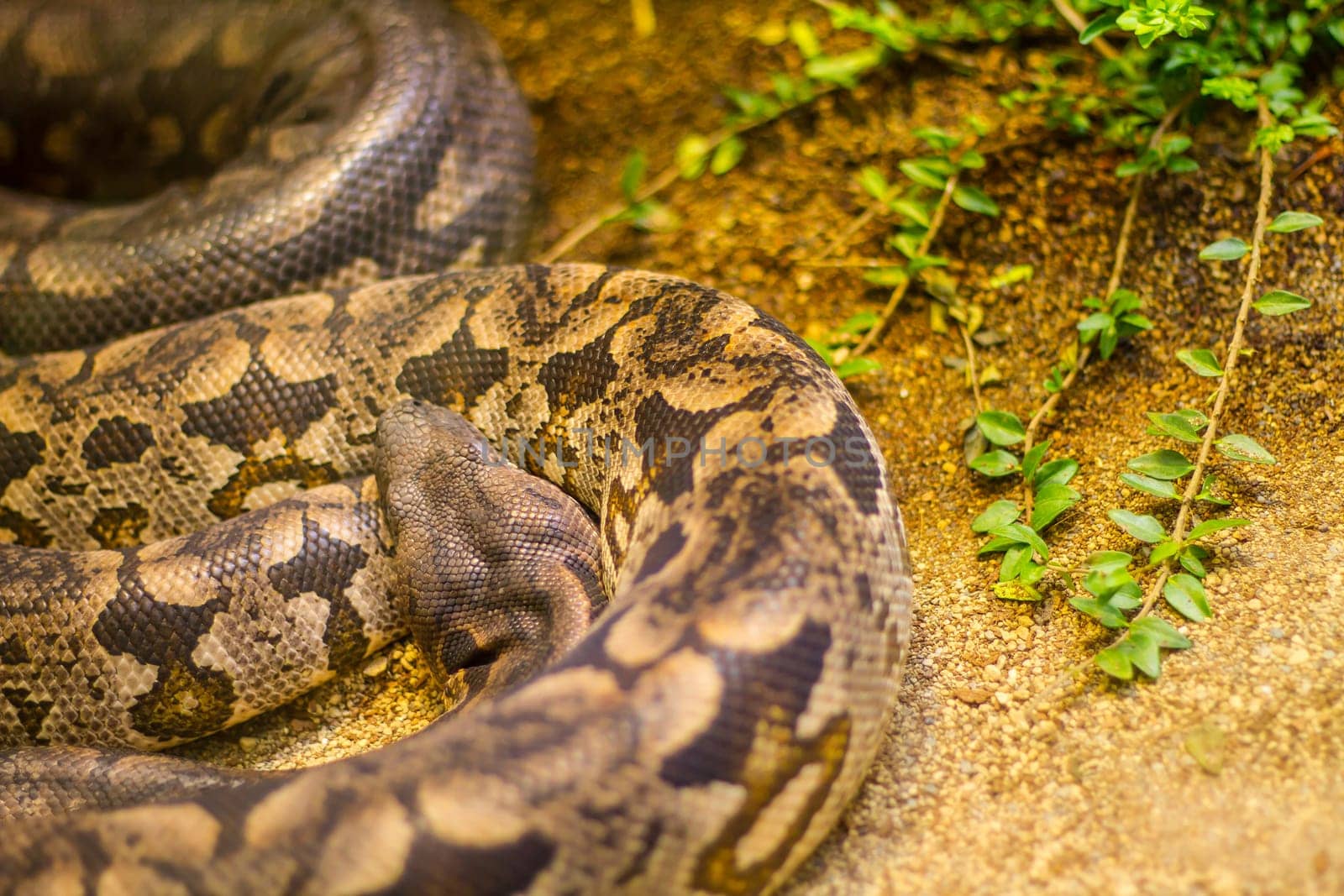 Snakes in a terrarium in the zoo.