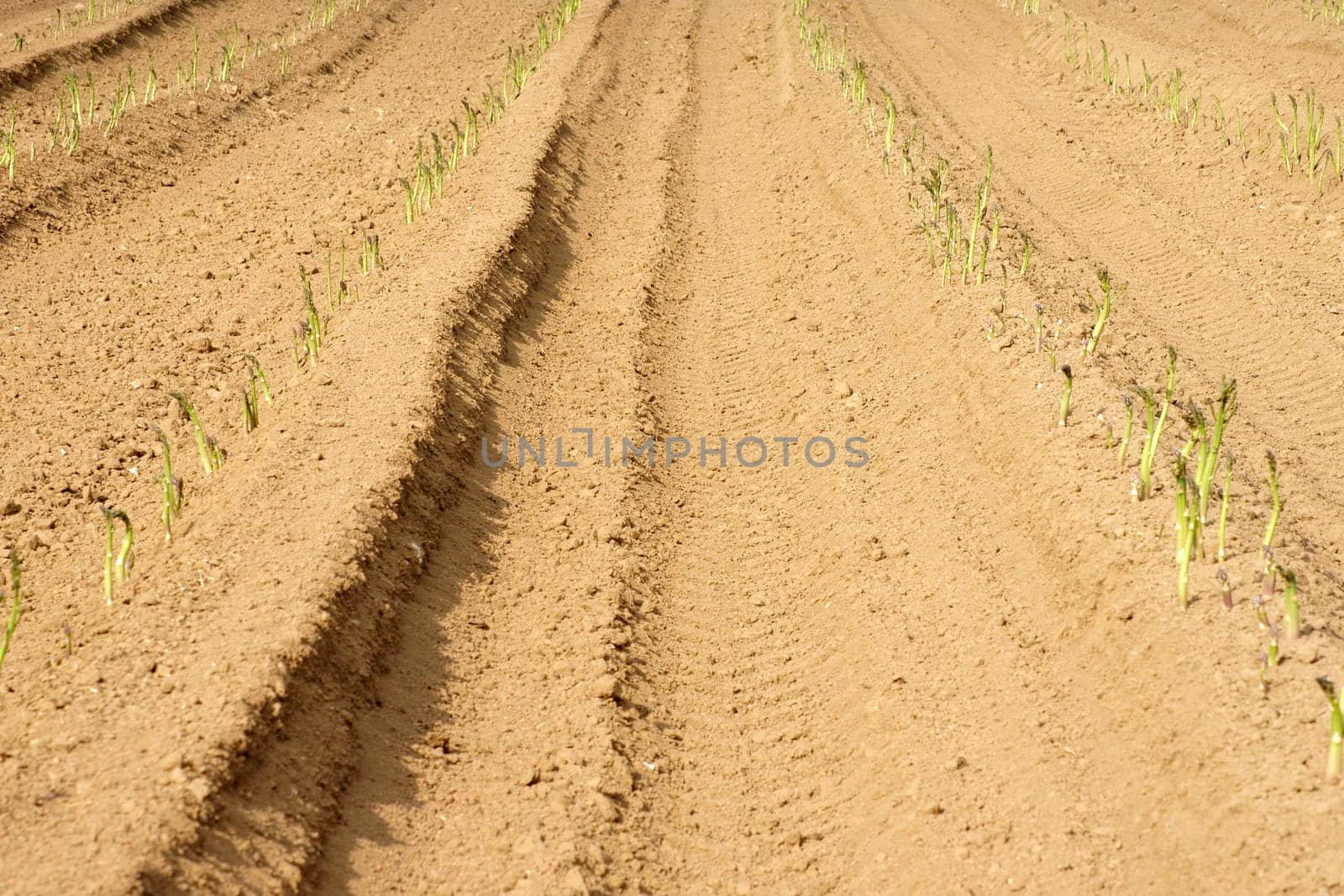 The traces and furrows caused by tractor tyres in a field with asparagus.