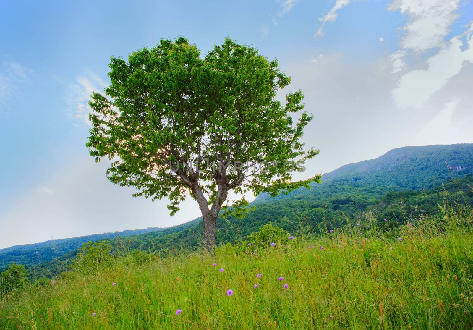 View of cherry tree in the countryside, Arzo - Verbania, Italy