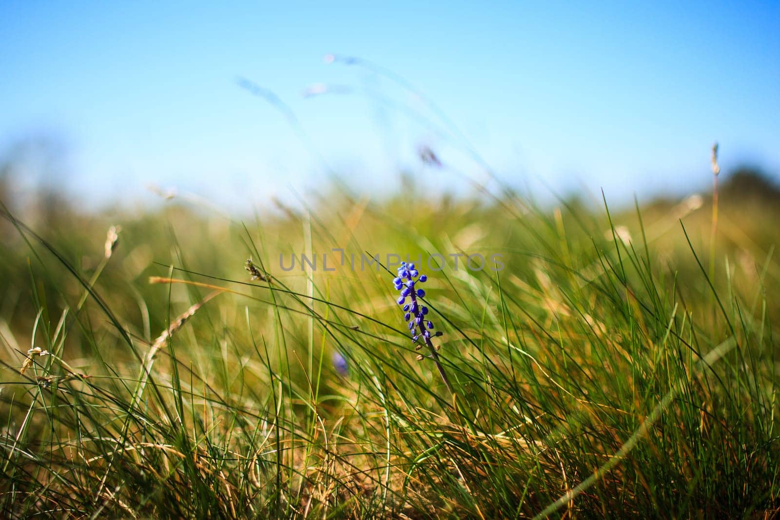Flower Muscari neglectum, perennial bulbous plant, one of a number of species and genera known as Grape Hyacinth and in particular Common Grape Hyacinth