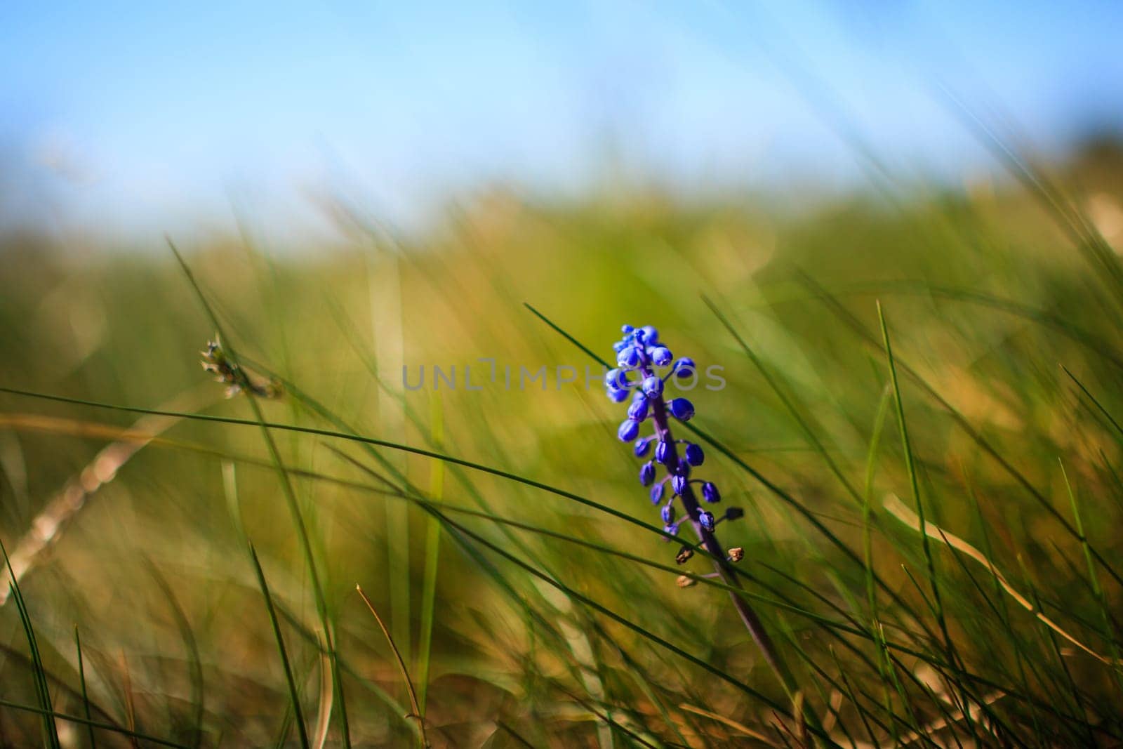 Flower Muscari neglectum, perennial bulbous plant, one of a number of species and genera known as Grape Hyacinth and in particular Common Grape Hyacinth