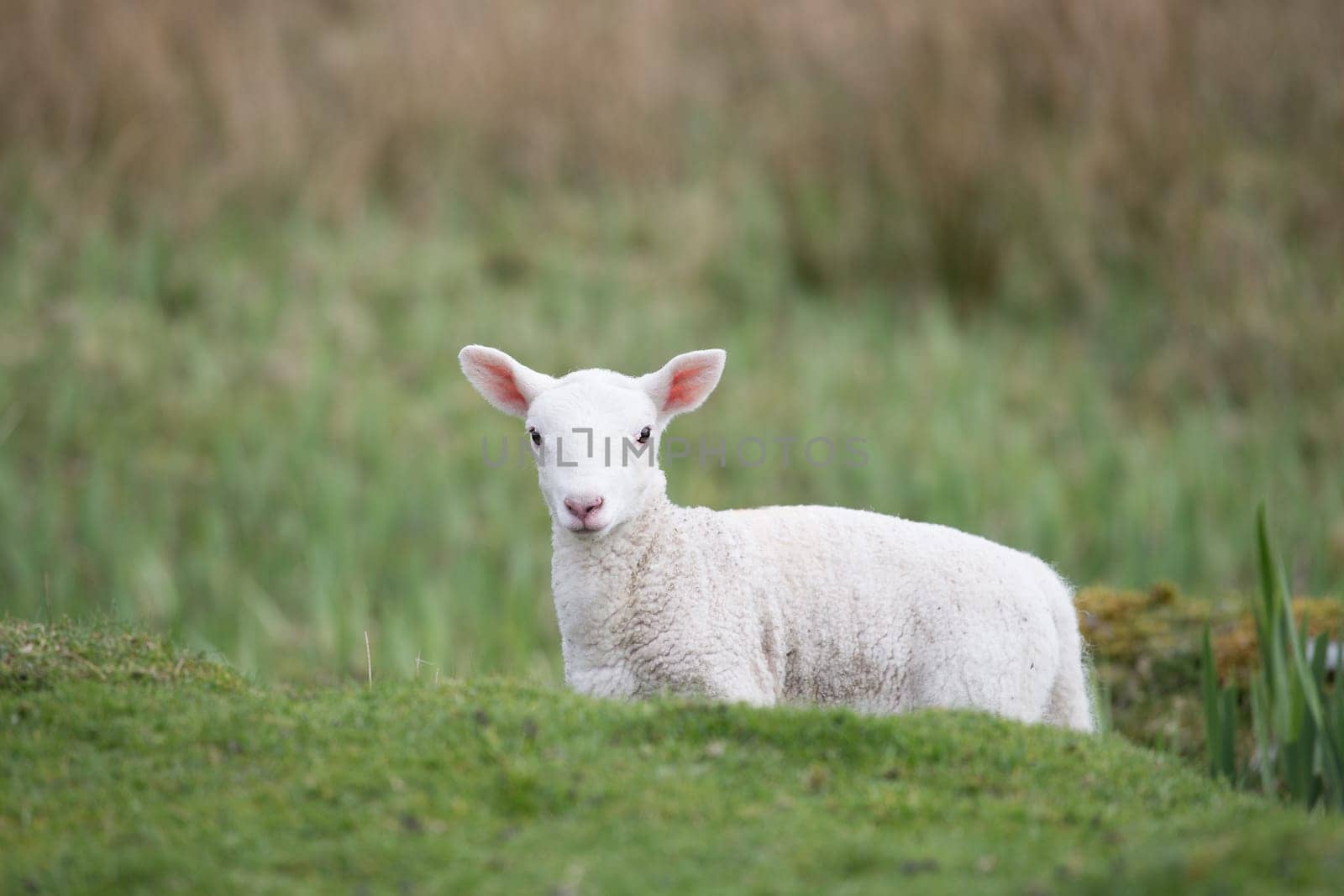 young Easter lambs