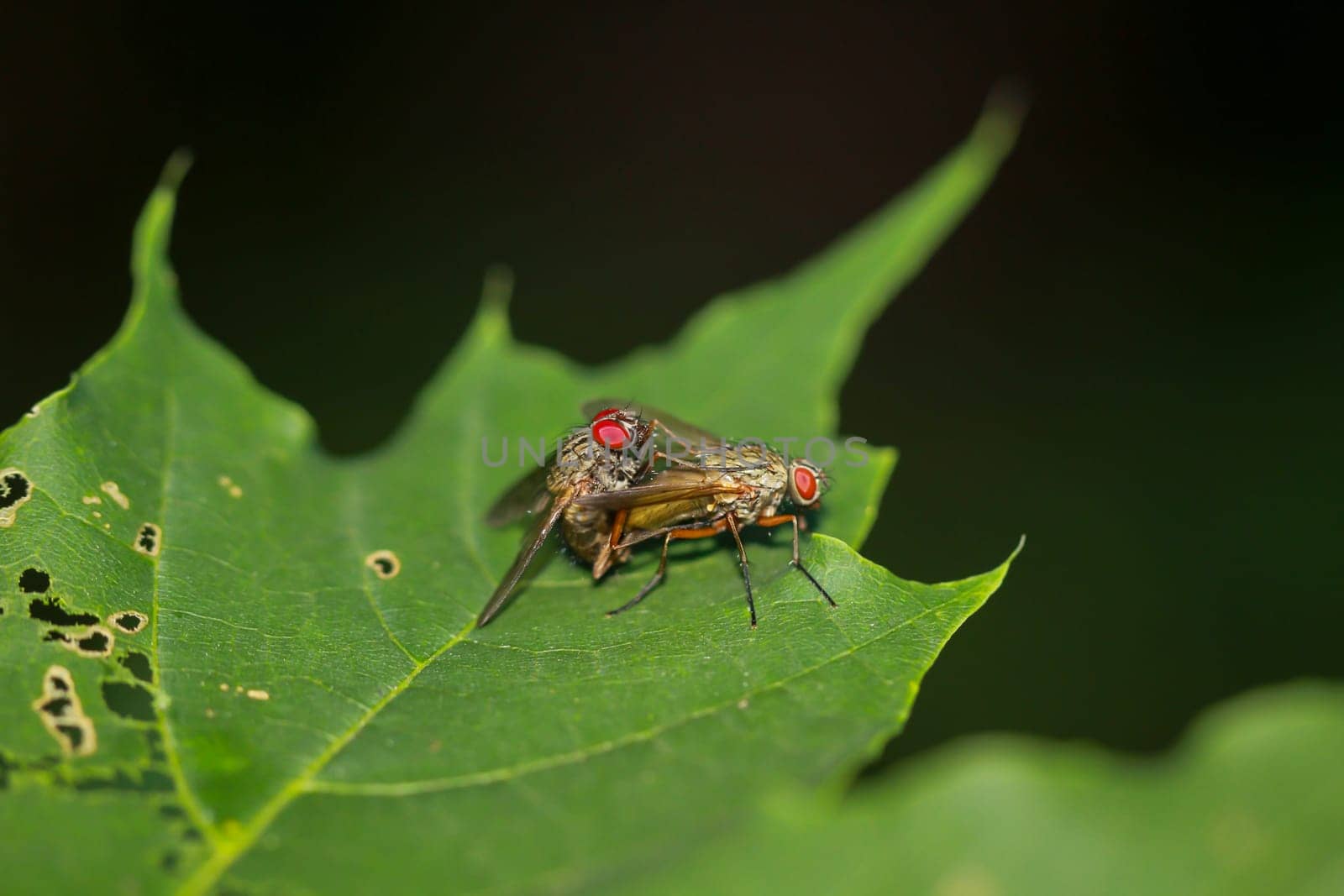 Two flies mating on a leaf of a tree.