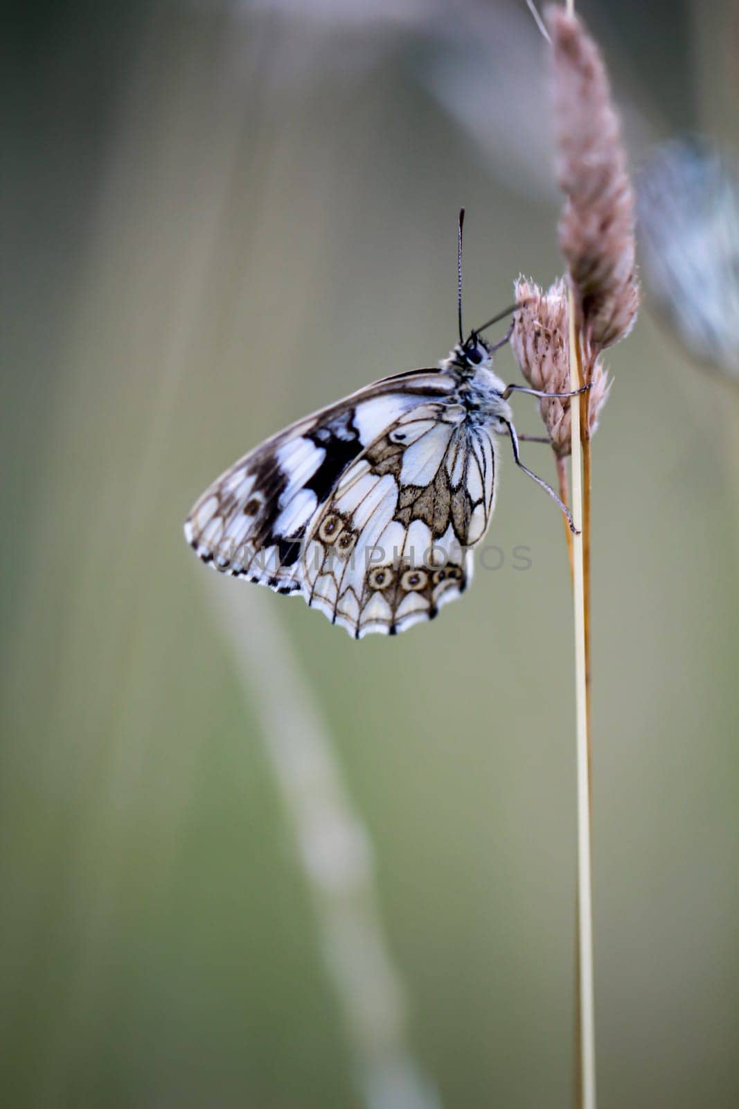 A checkerboard butterfly on a grass plant in a meadow.