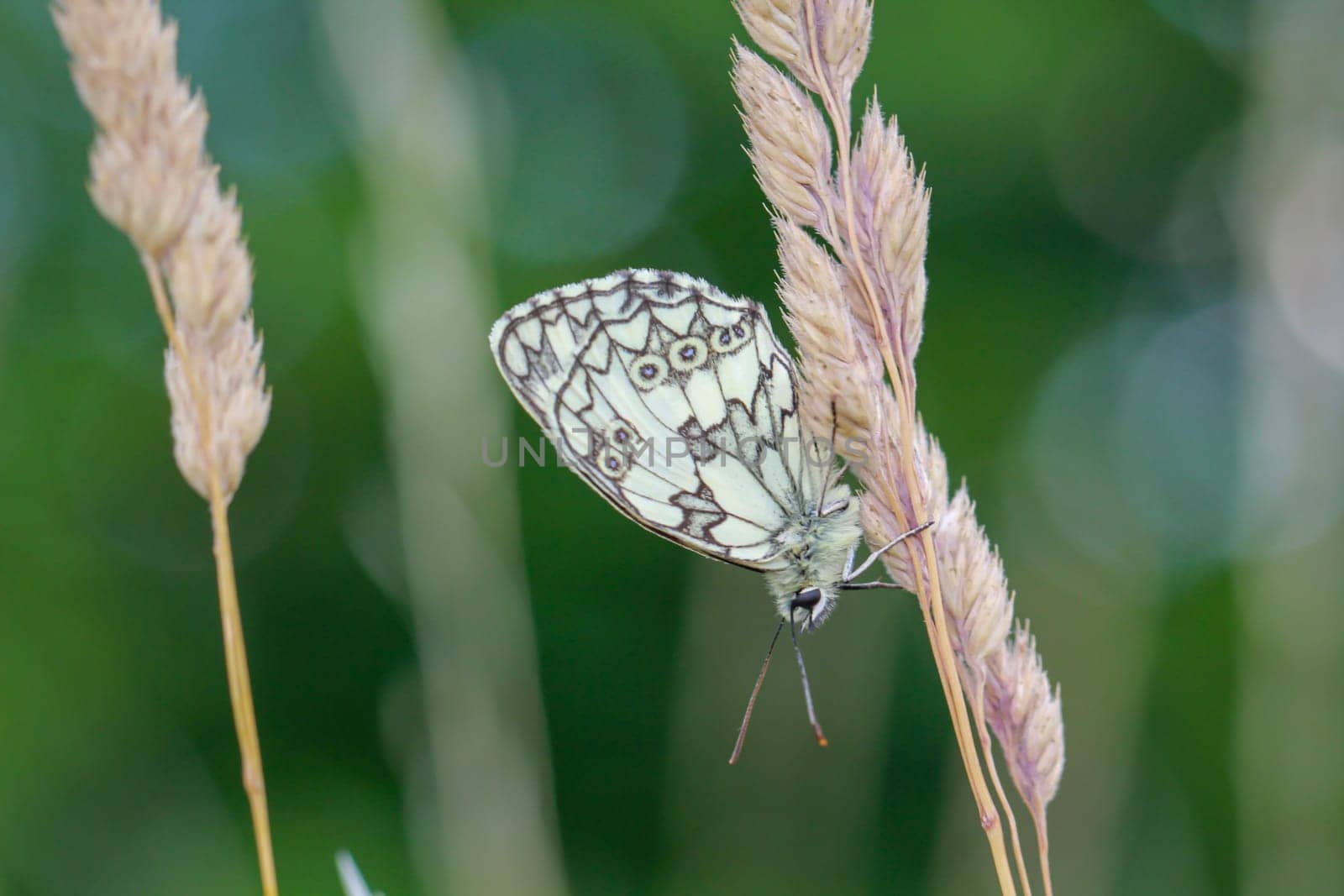 A checkerboard butterfly on a grass plant in a meadow.