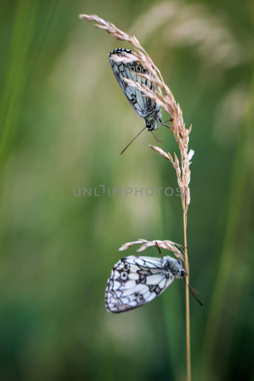 A checkerboard butterfly on a grass plant in a meadow.