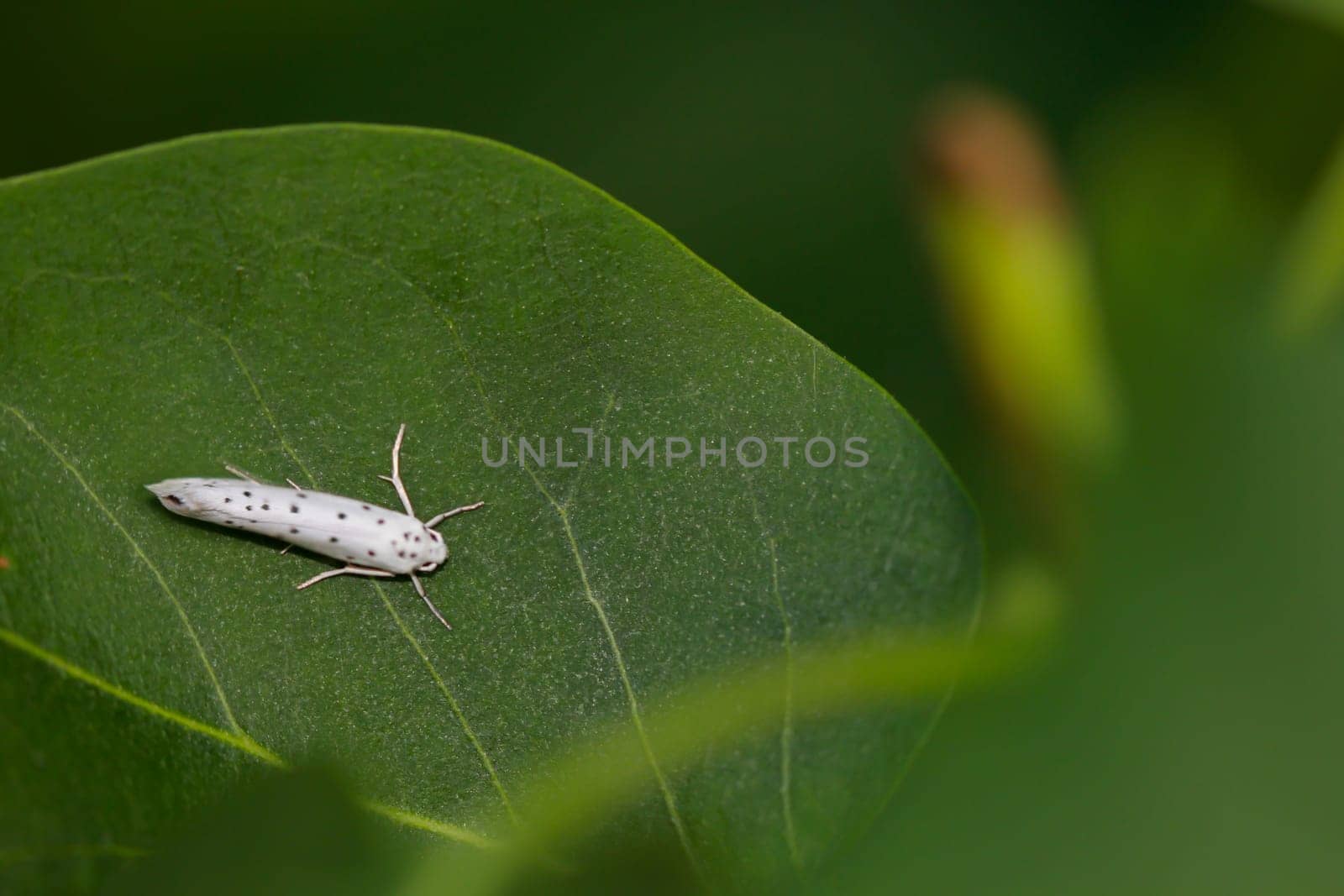 A close up of a gossamer moth, gossamer moth, Yponomeuta spec on a leaf.