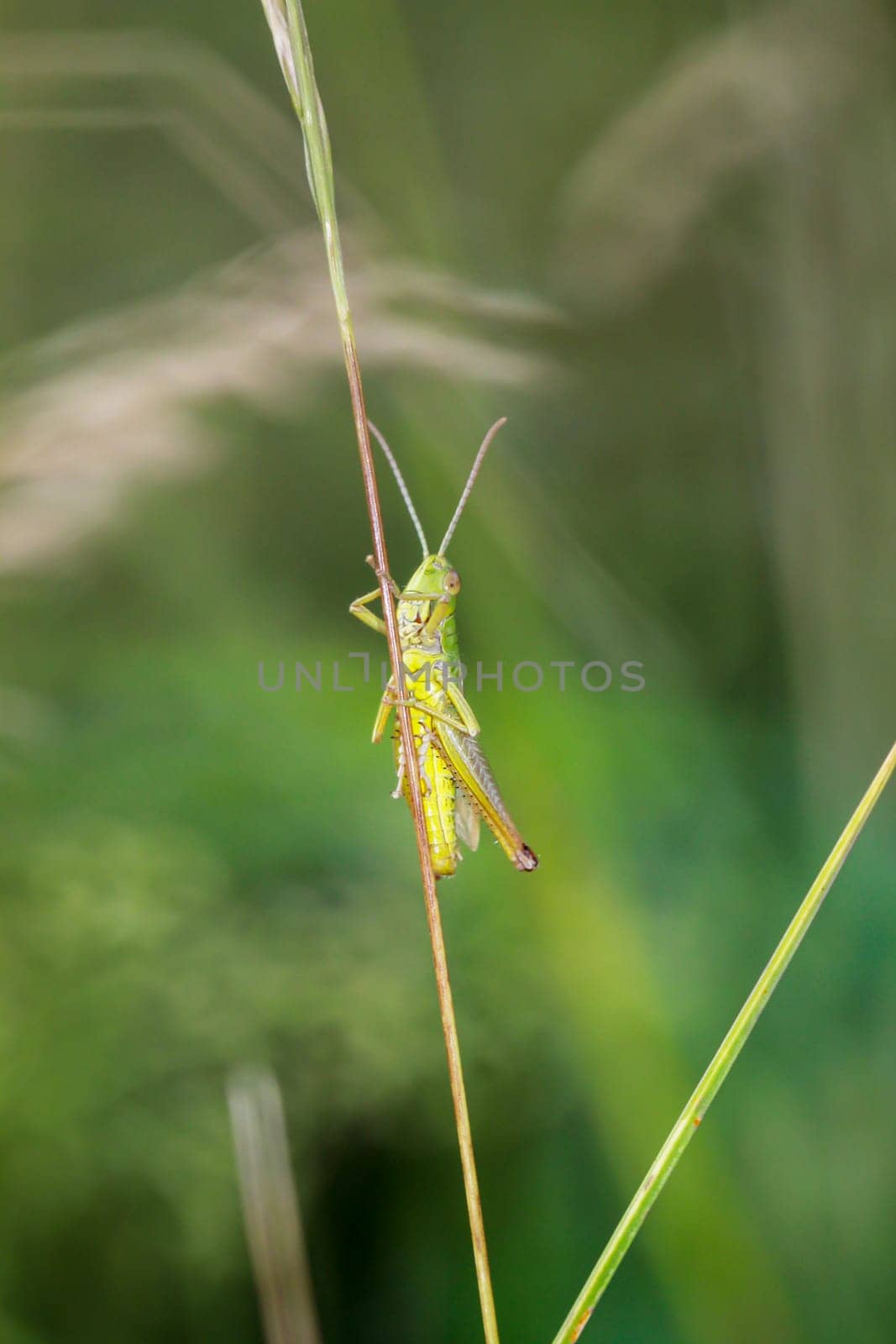 A common grasshopper (Pseudochorthippus parallelus) on a grass branch.