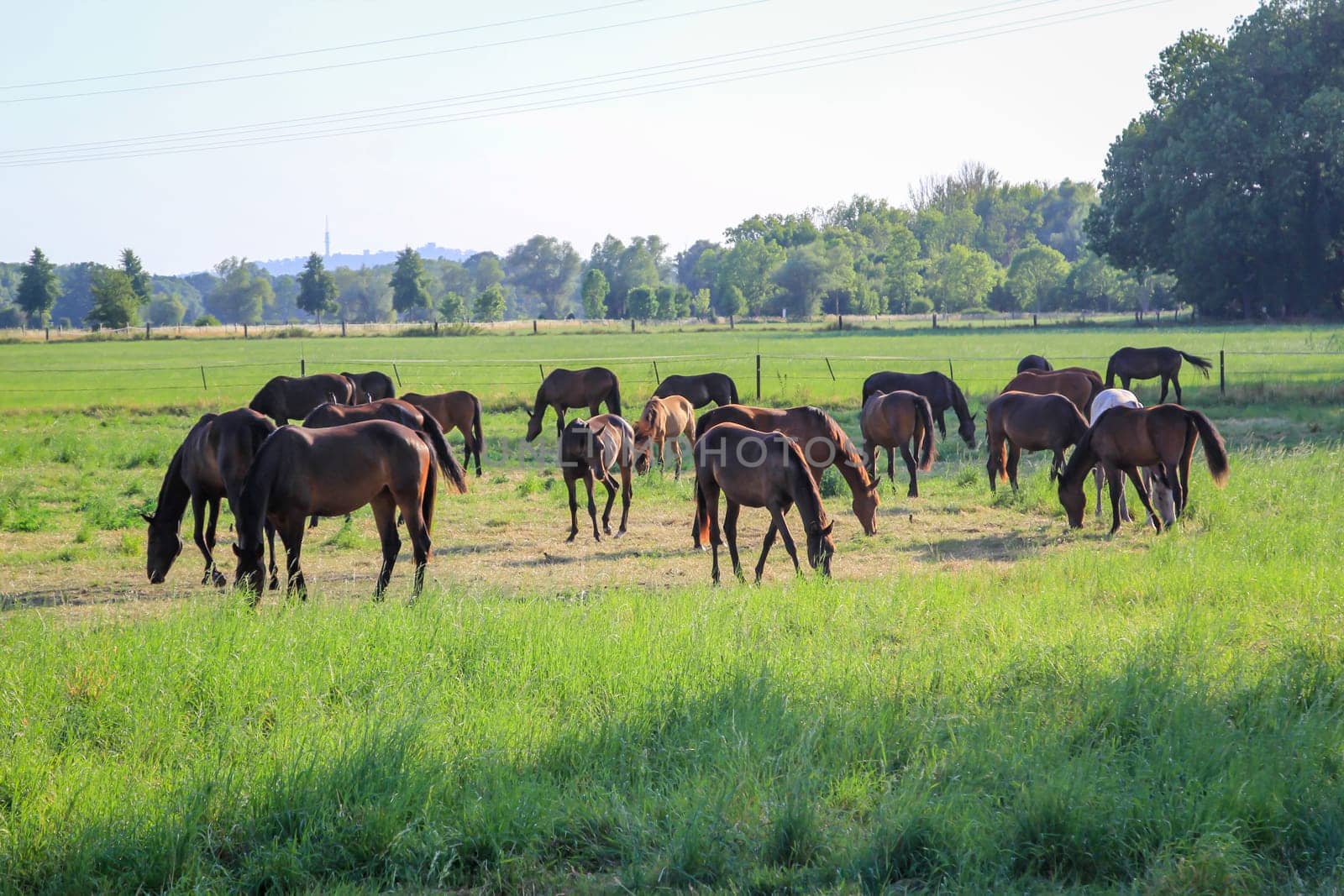 Horses in a pasture of a paddock grazing, romping.