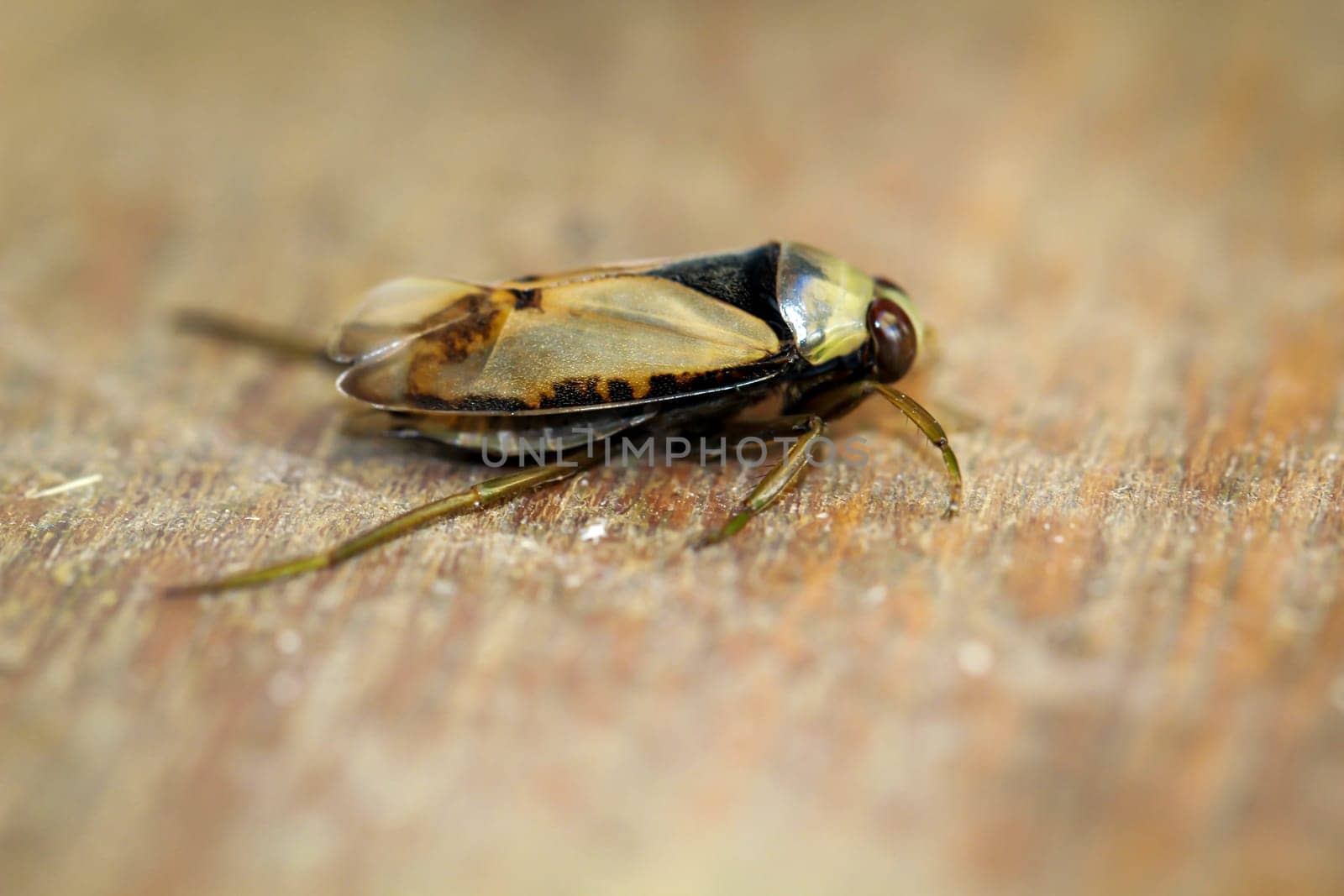 Close-up of a common backswimmer, a water bug, Notonecta glauca.