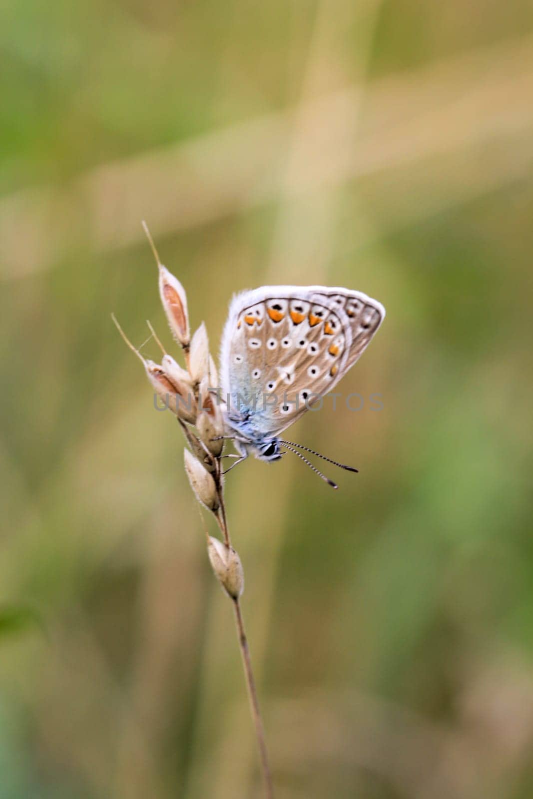 A blue butterfly on a grass plant. There are many species of blue butterflies.