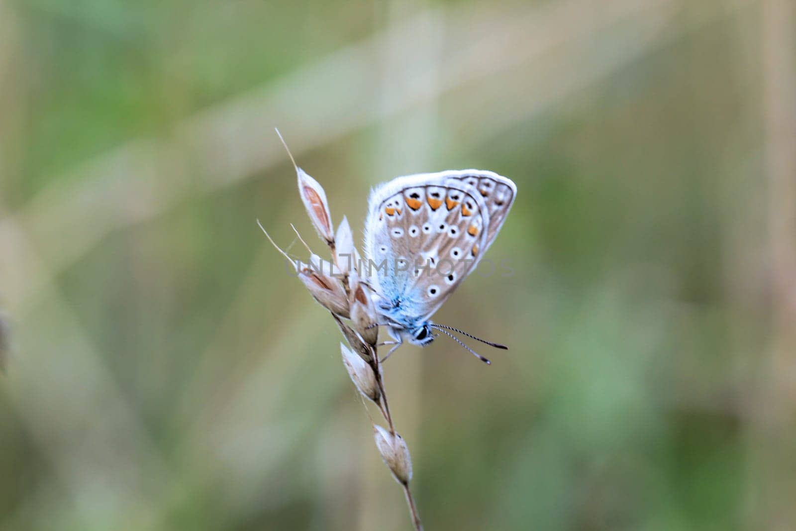 A blue butterfly on a grass plant. There are many species of blue butterflies.
