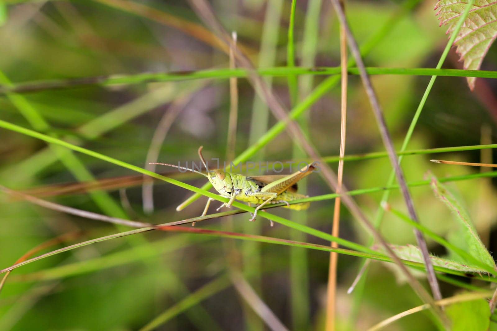 A common grasshopper (Pseudochorthippus parallelus) on a grass branch.