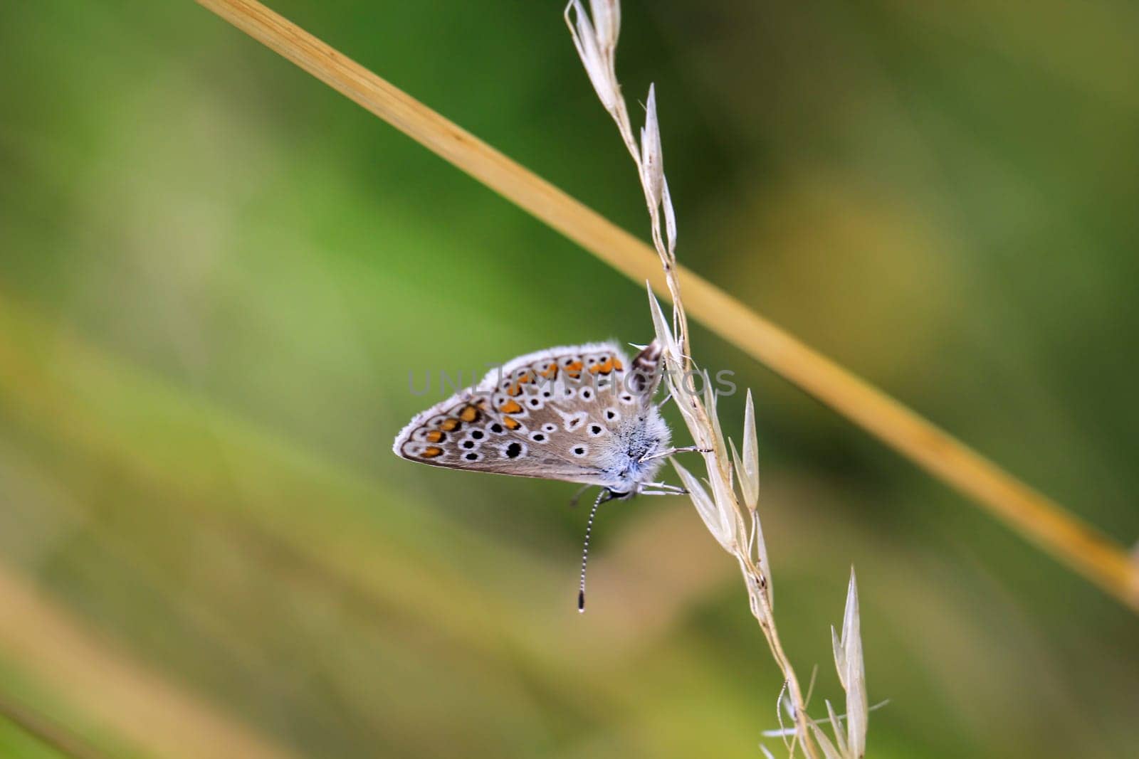 A blue butterfly on a grass plant. There are many species of blue butterflies.