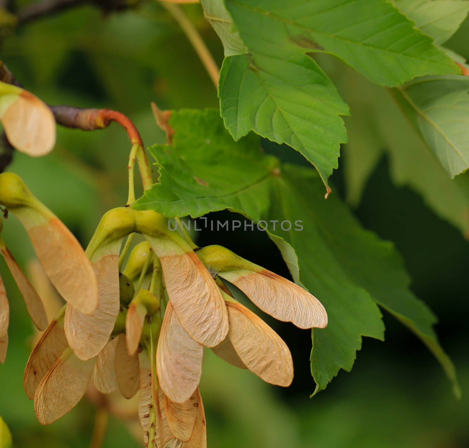On a branch of a maple tree hangs its seed which has something like a sail.