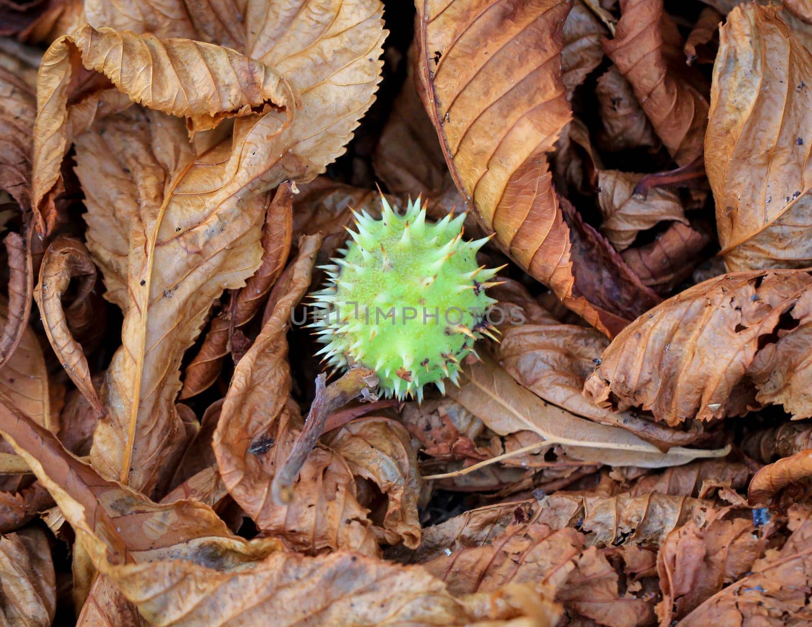 A chestnut in its prickly cover lies on dry chestnut leaves.