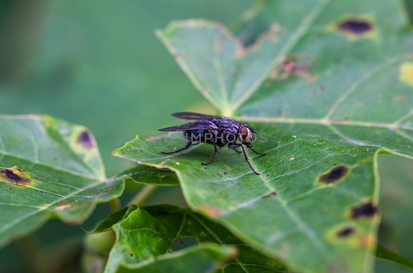 A black fly on a leaf of a shrub.