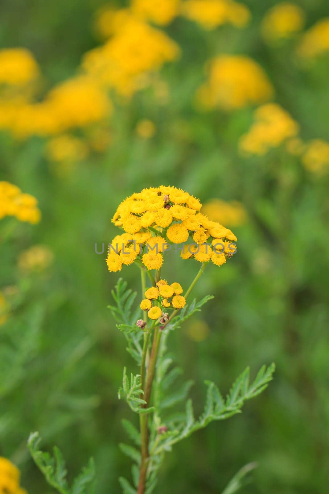 The yellow flower of a tansy, Wrumkraut, Tanacetum vulgare on a meadow.