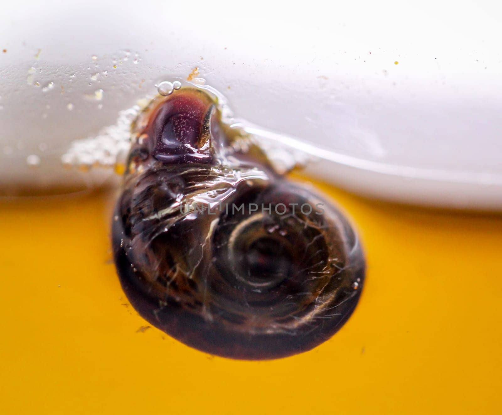 A post horn snail on the glass pane of an aquarium.