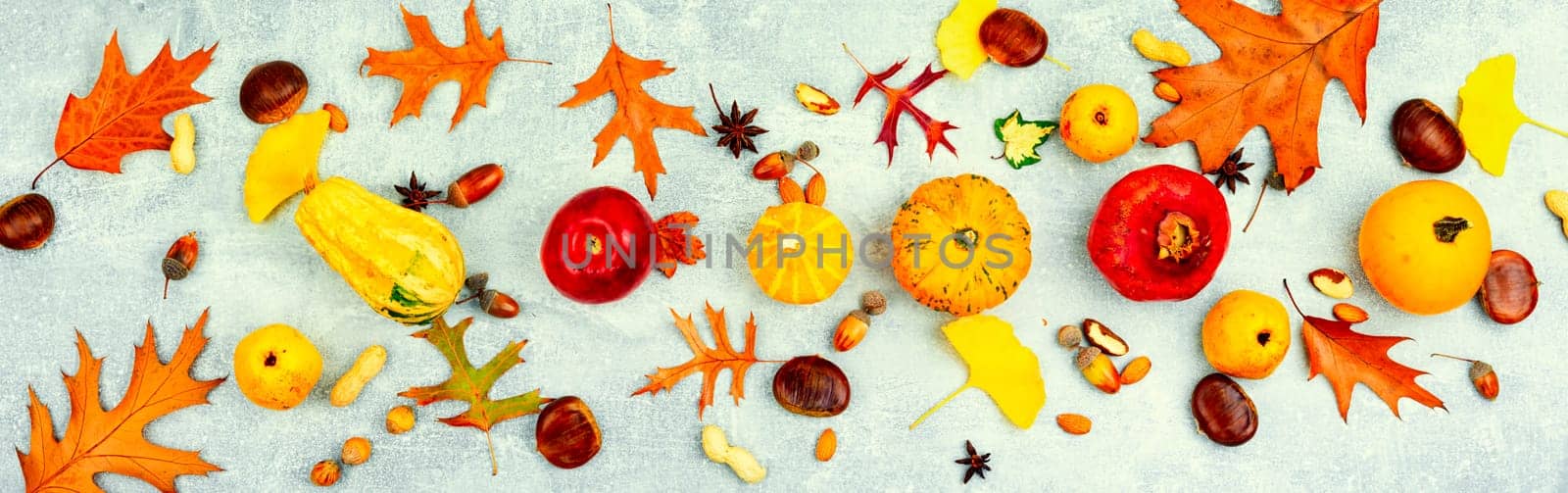 Squash with autumn fruit, apples,gourds and nuts, long banner